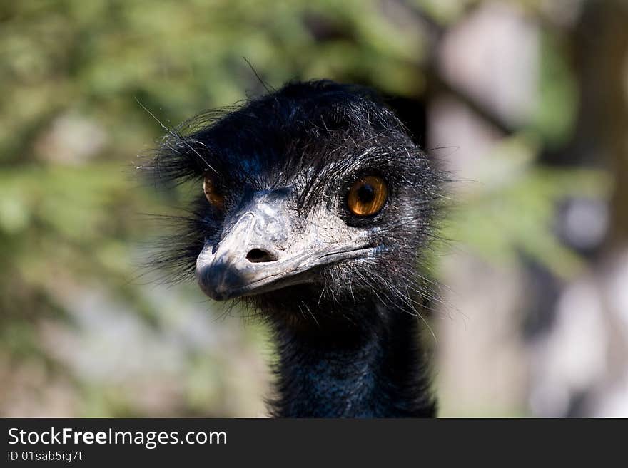 Head portrait of farmed ostrich, curiously looking at the photographer. Head portrait of farmed ostrich, curiously looking at the photographer.