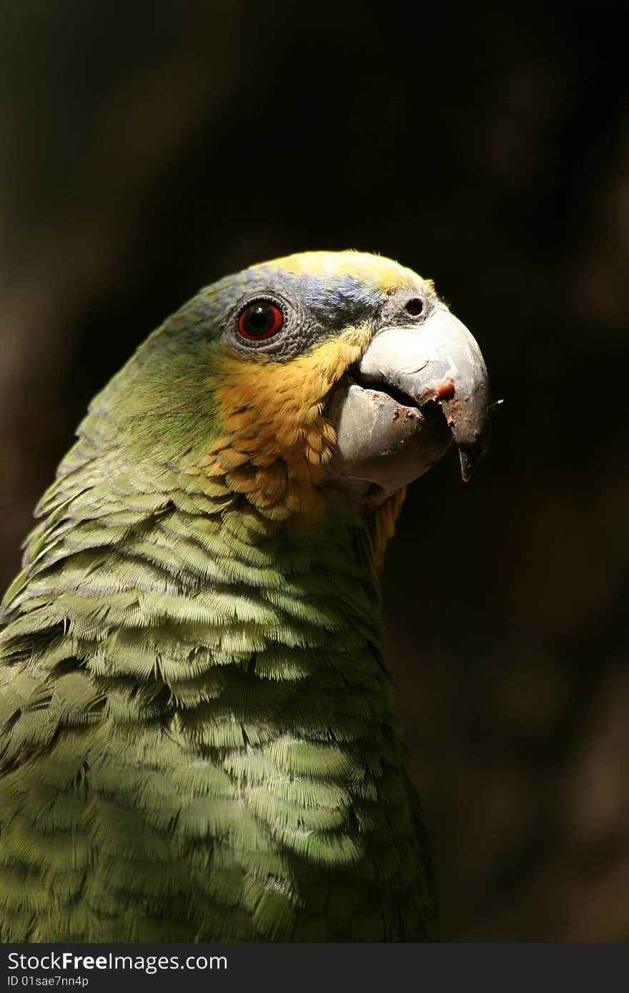 A green parrot in South America