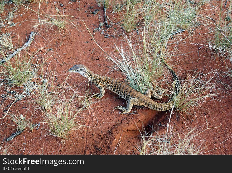 Gold Iguana - an animal of Australian desert. Gold Iguana - an animal of Australian desert.