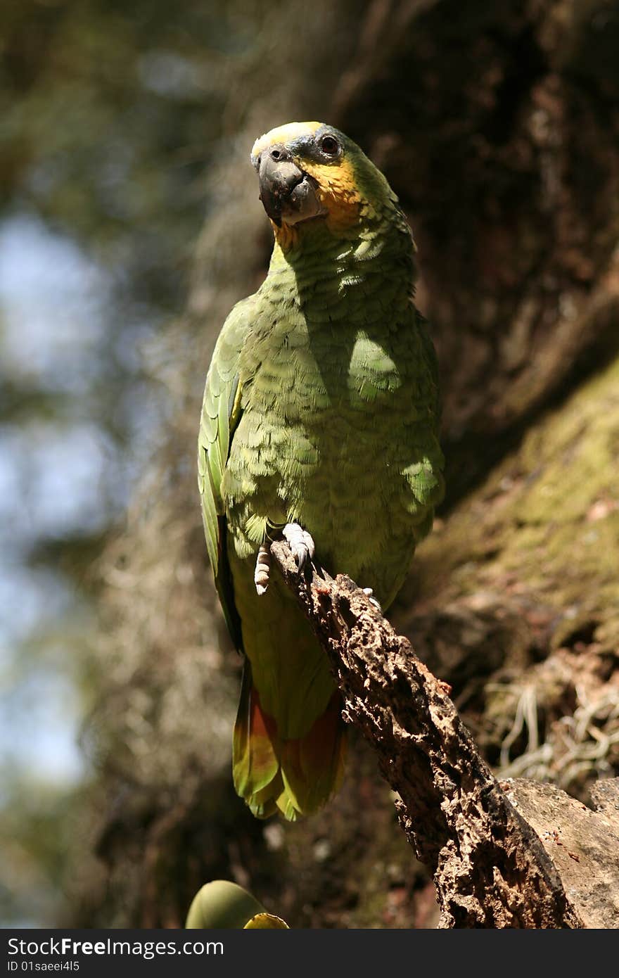 A green parrot in South America