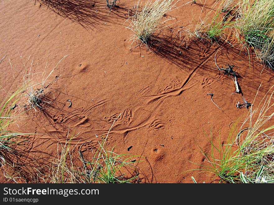 Furrows of iguana, Australia