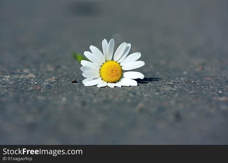 Closed up camomile on asphalt