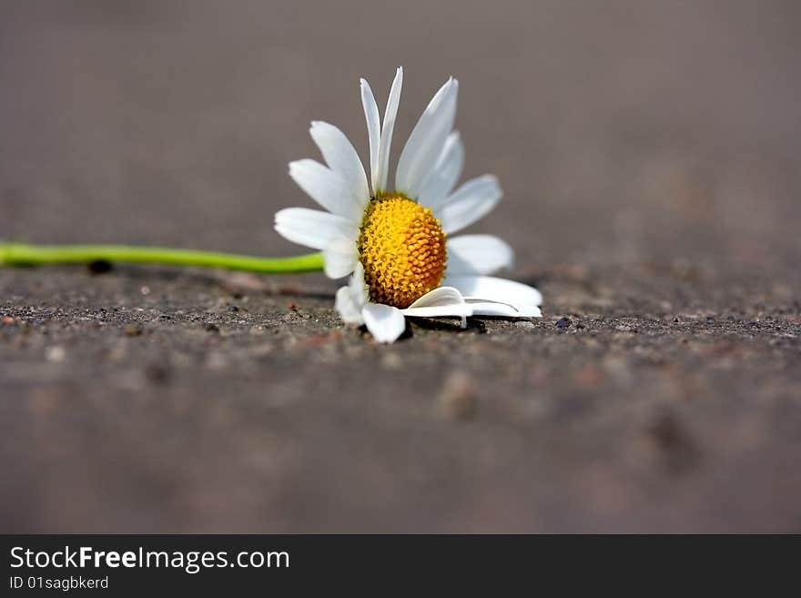 Closed up camomile on road