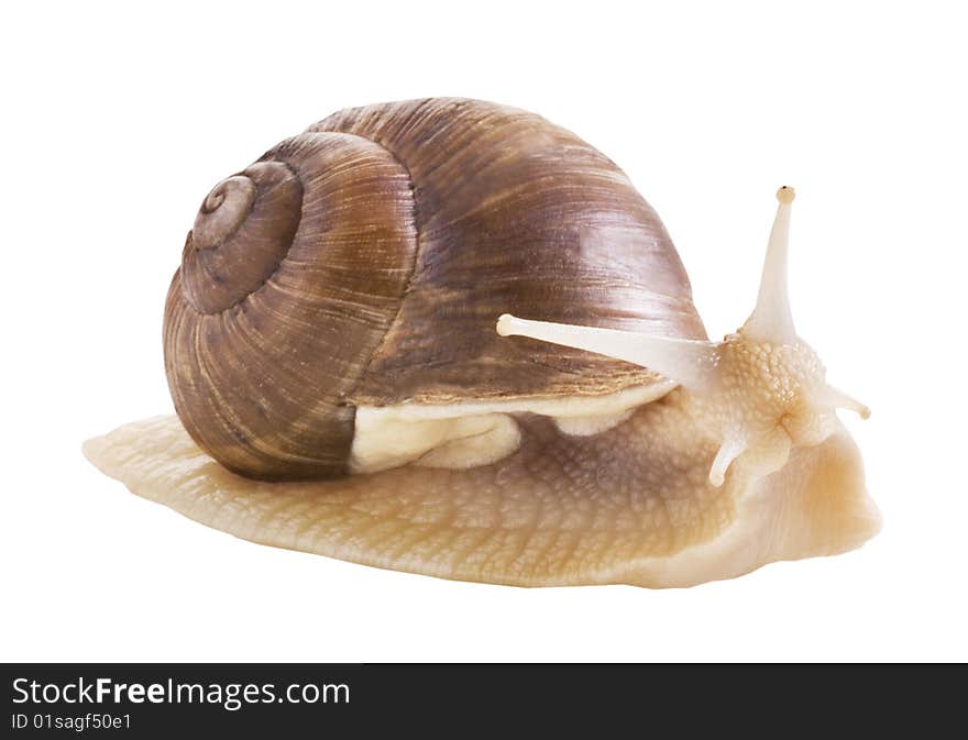 Edible snail on a white background