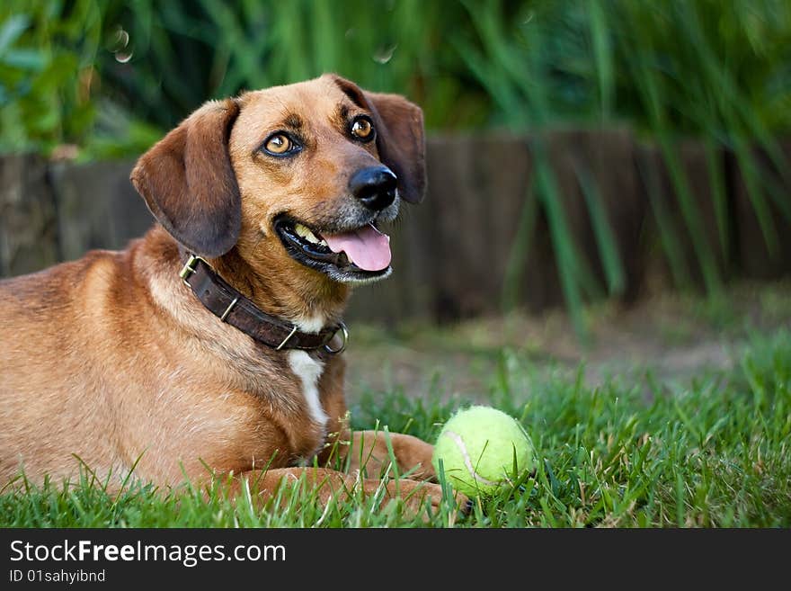 Brown dachshund on the grass