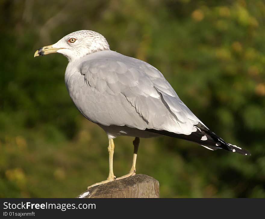 Seagull posing