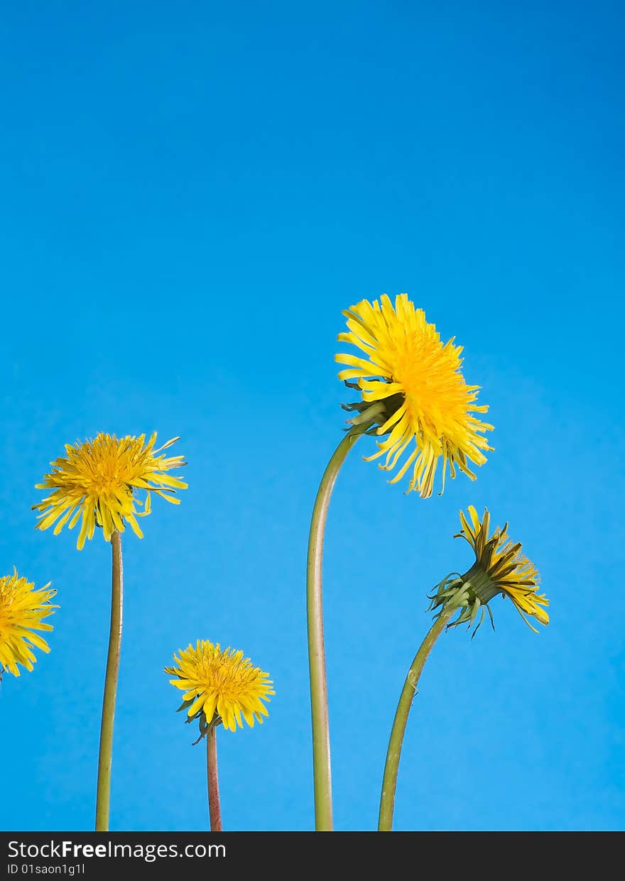 Dandelions