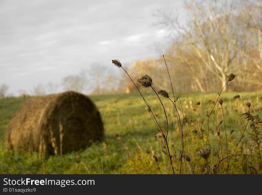 Early morning in the farm