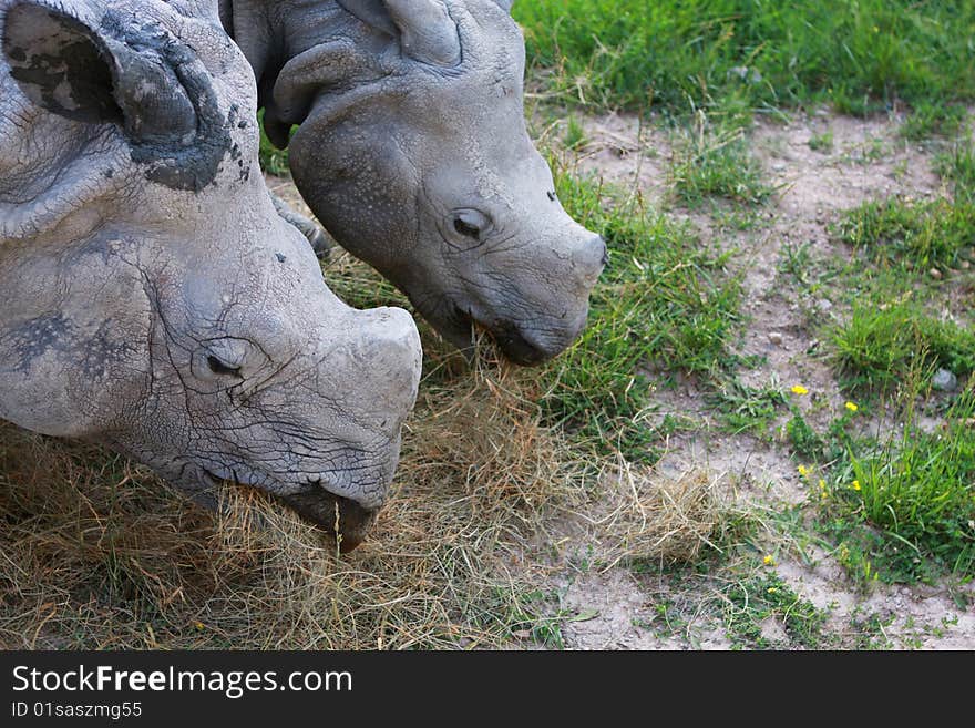 Two wild rhinos are eating. Two wild rhinos are eating