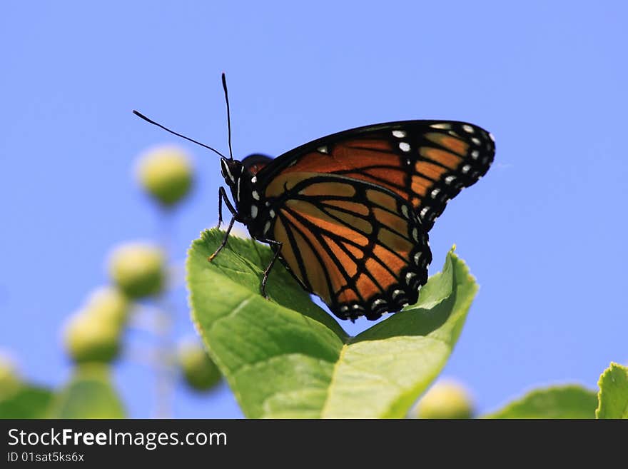 Viceroy Butterfly in front of blue sky background.