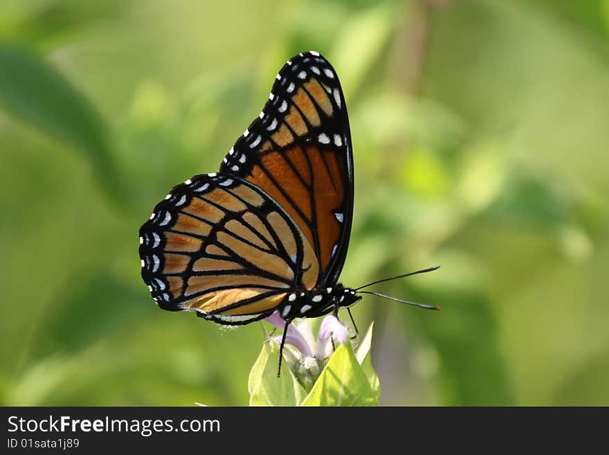 Viceroy Butterfly feeding on a flower.