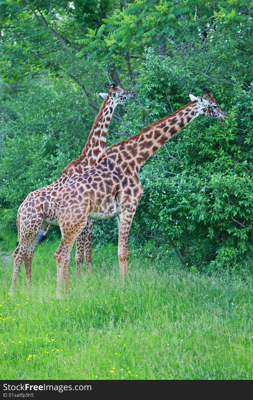 Two giraffes are eating leaves