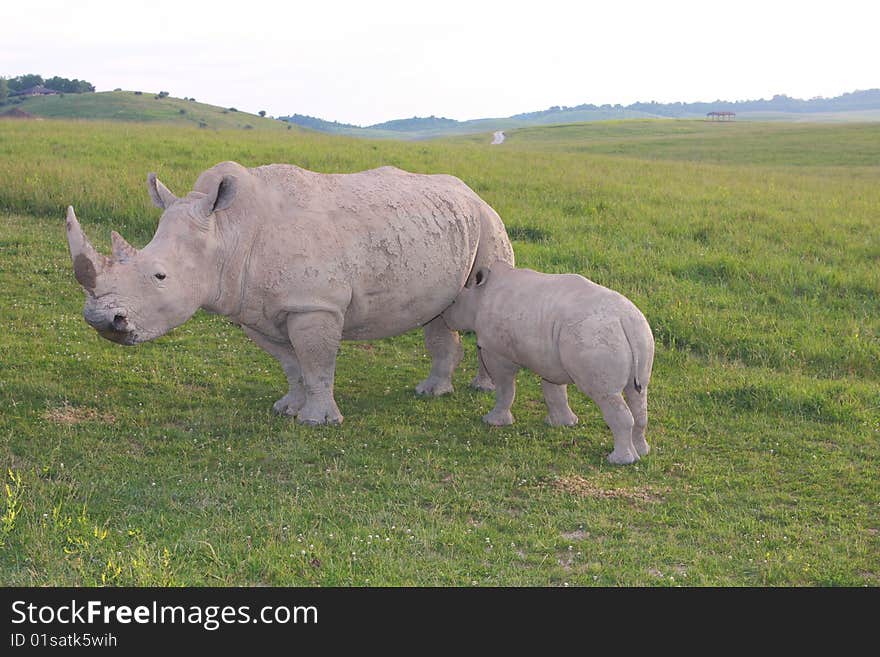 A mother rhino with its baby