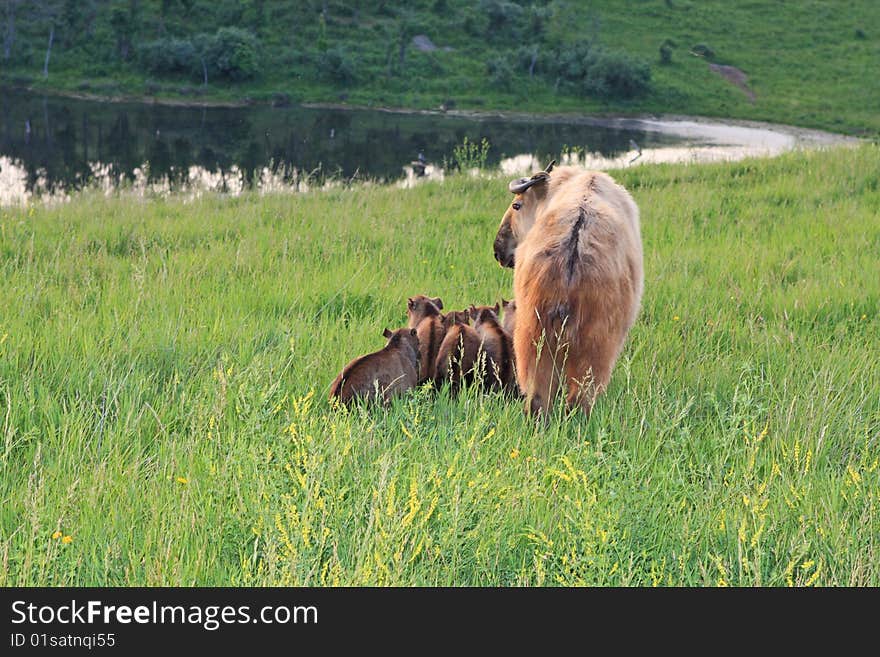 A mother with its babies