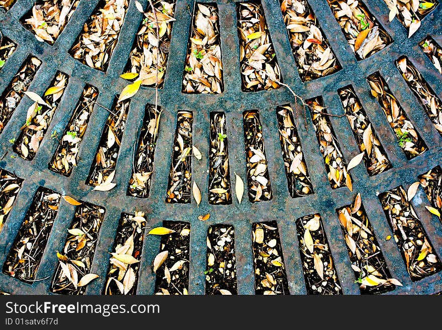 Autmn leaves on metal grate. Autmn leaves on metal grate