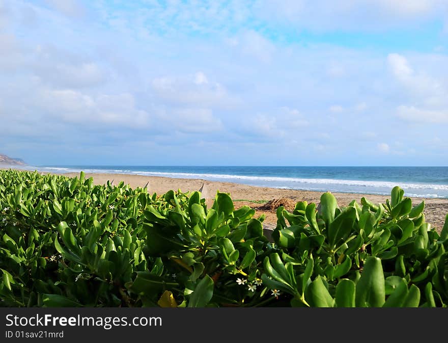 Sight at coast of Pacific ocean through bush thickets