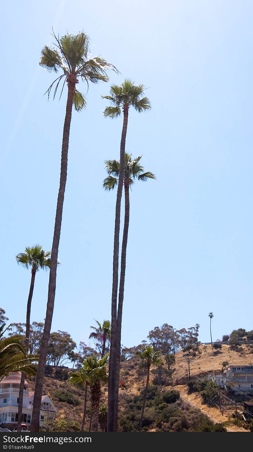 Palm trees in Catalina Island area