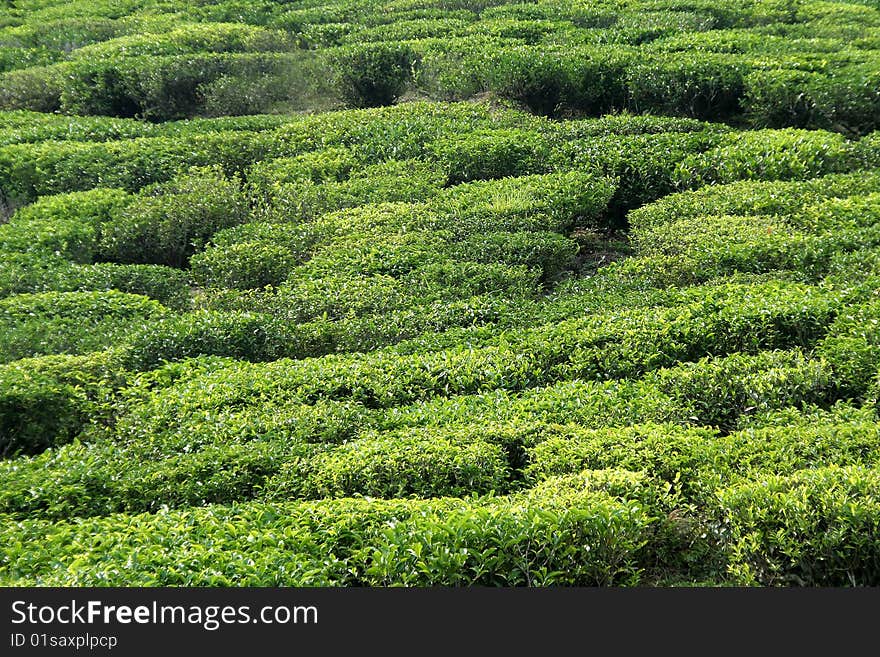 Closer view of top surface of tea plants. Closer view of top surface of tea plants