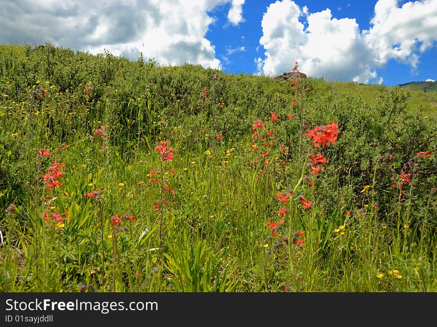 Summer in mountains