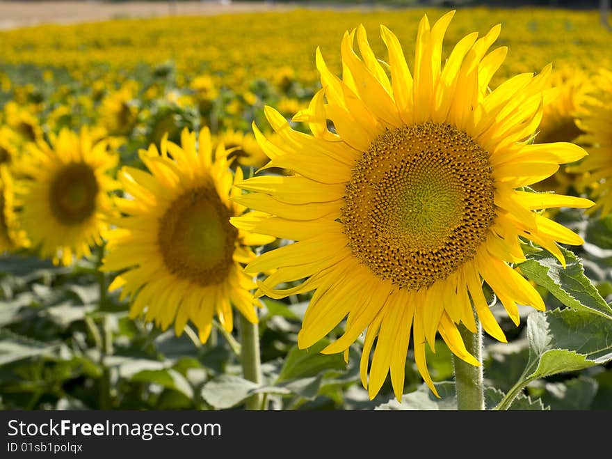 Large crop of sunflowers with particular