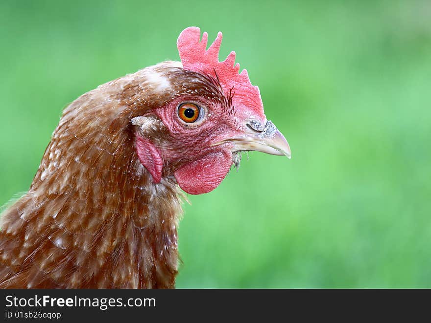 Close up of hen looking at the camera on green background with plenty of copy space. Close up of hen looking at the camera on green background with plenty of copy space.