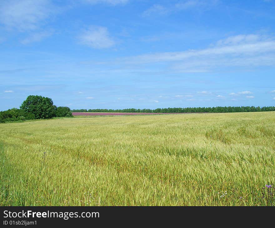 Wheat field ,rural landscape,ears.