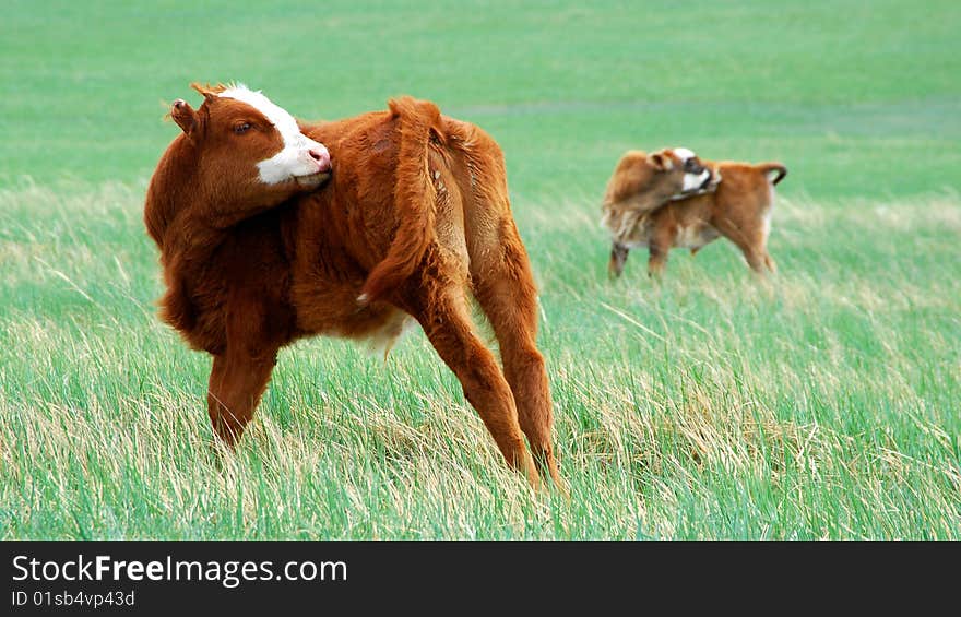 Cow grazing on green field.