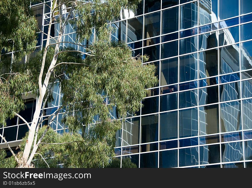 Detail of one office building reflected in another with an eucalyptus tree in the foreground