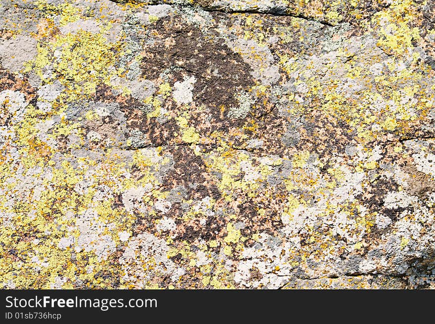 Moss and lichen on granite stone (unique biological reserves in Ukraine)