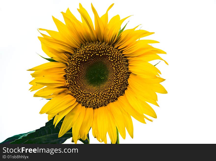 Yellow flower of a sunflower on a white background