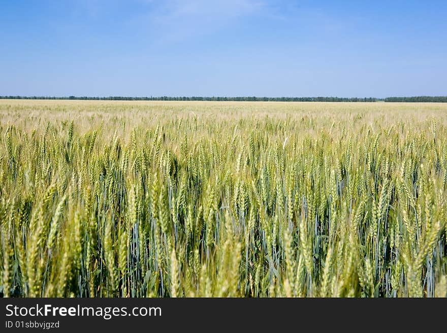 Field of rye