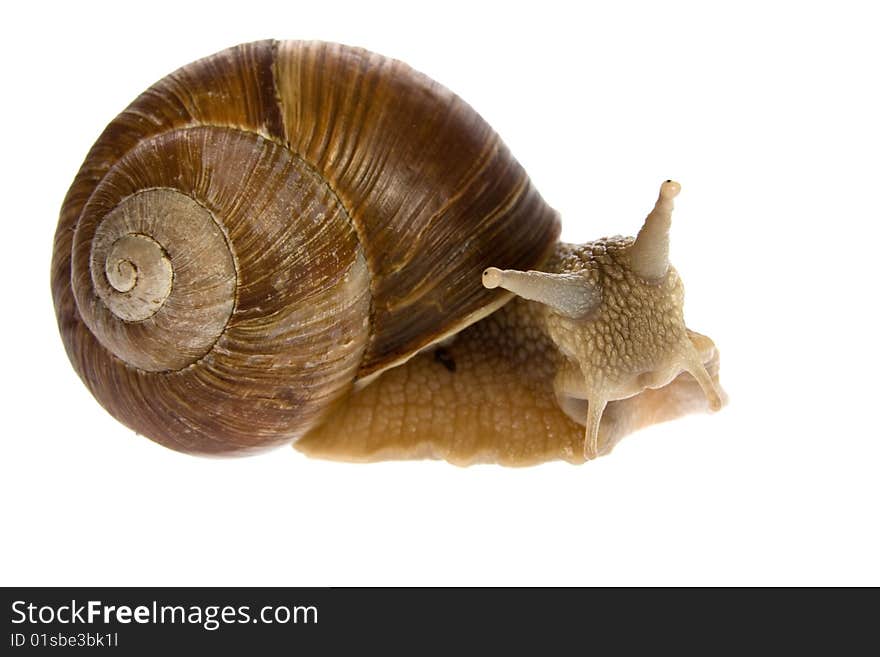 Snail isolated on white background