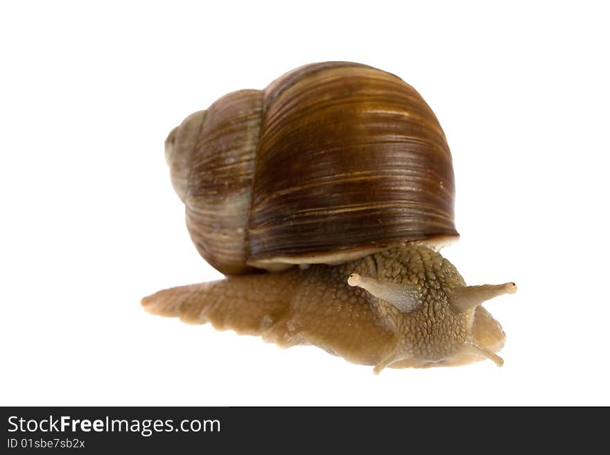 Snail isolated on white background