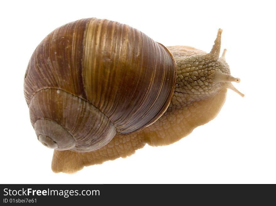 Snail isolated on white background