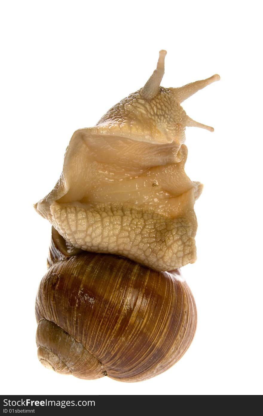 Snail isolated on white background