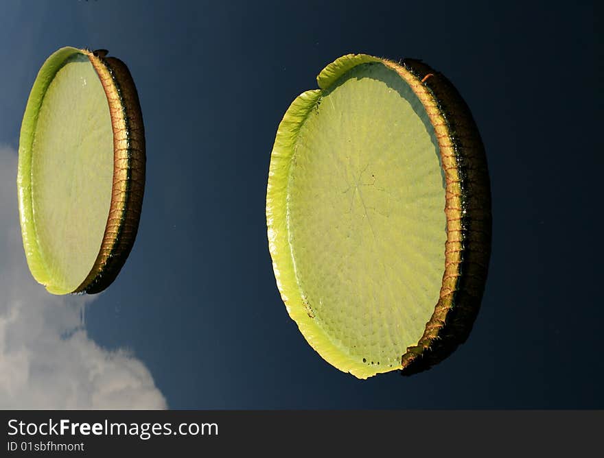 Water-platter in a pond in summer day