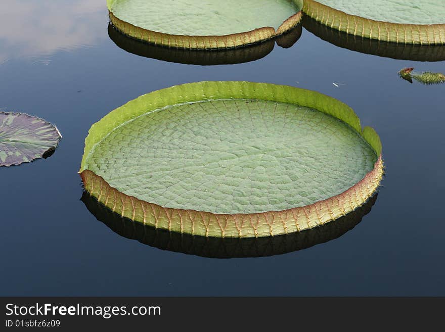 Water-platter in a pond in summer day