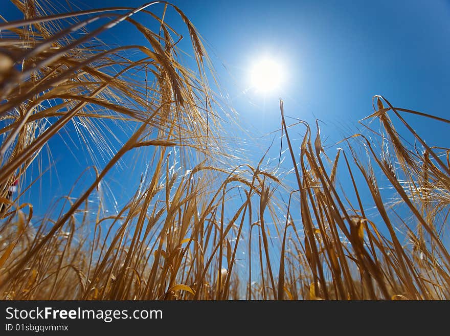 Field with rye and blue sky. Field with rye and blue sky