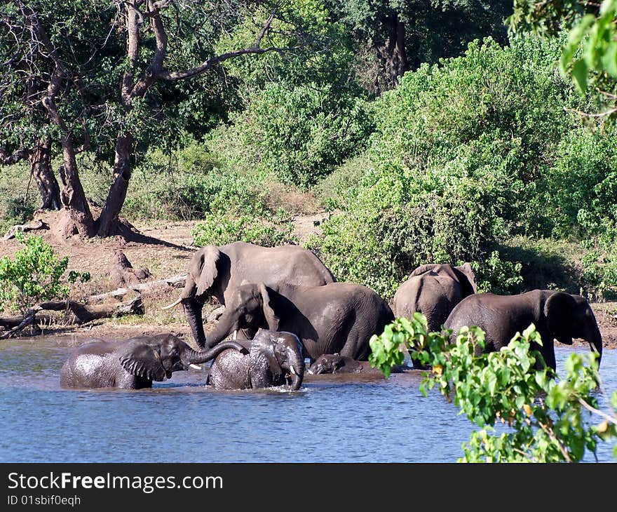 Elephants At Chobe National Park