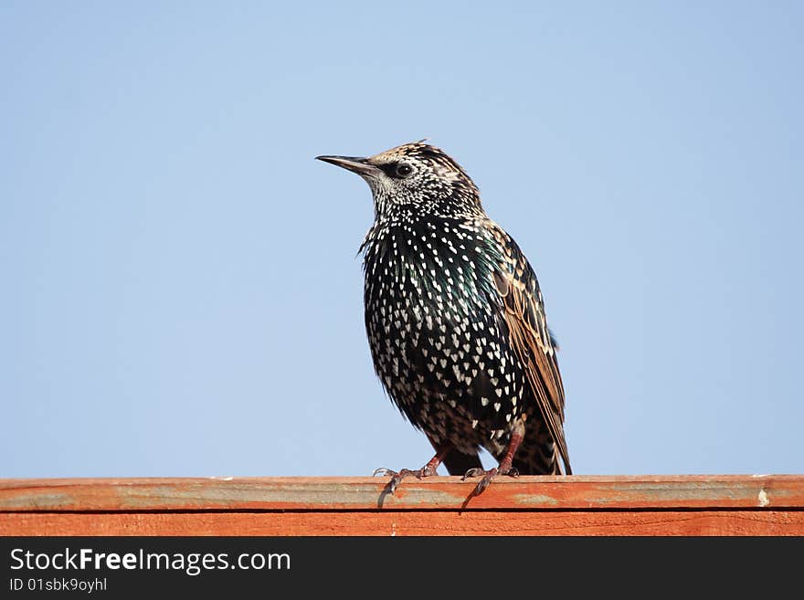 Starling against blue sky sunning himself on garden fence. Starling against blue sky sunning himself on garden fence