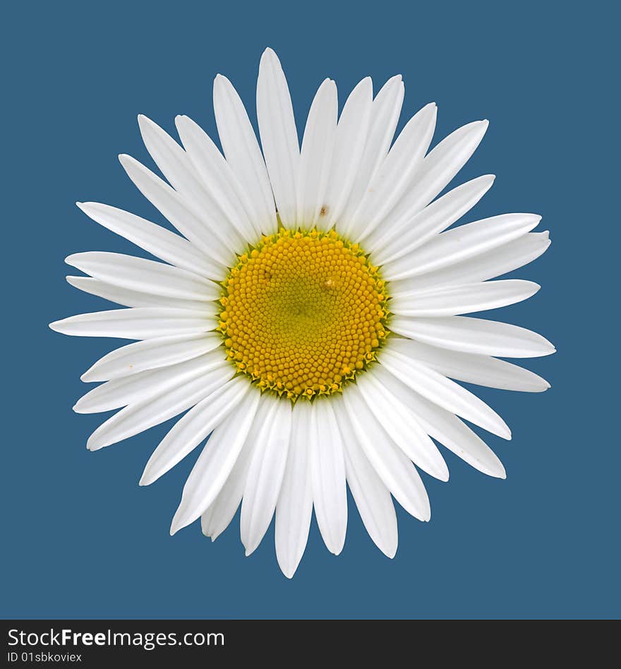 White Camomile (clipping Path)