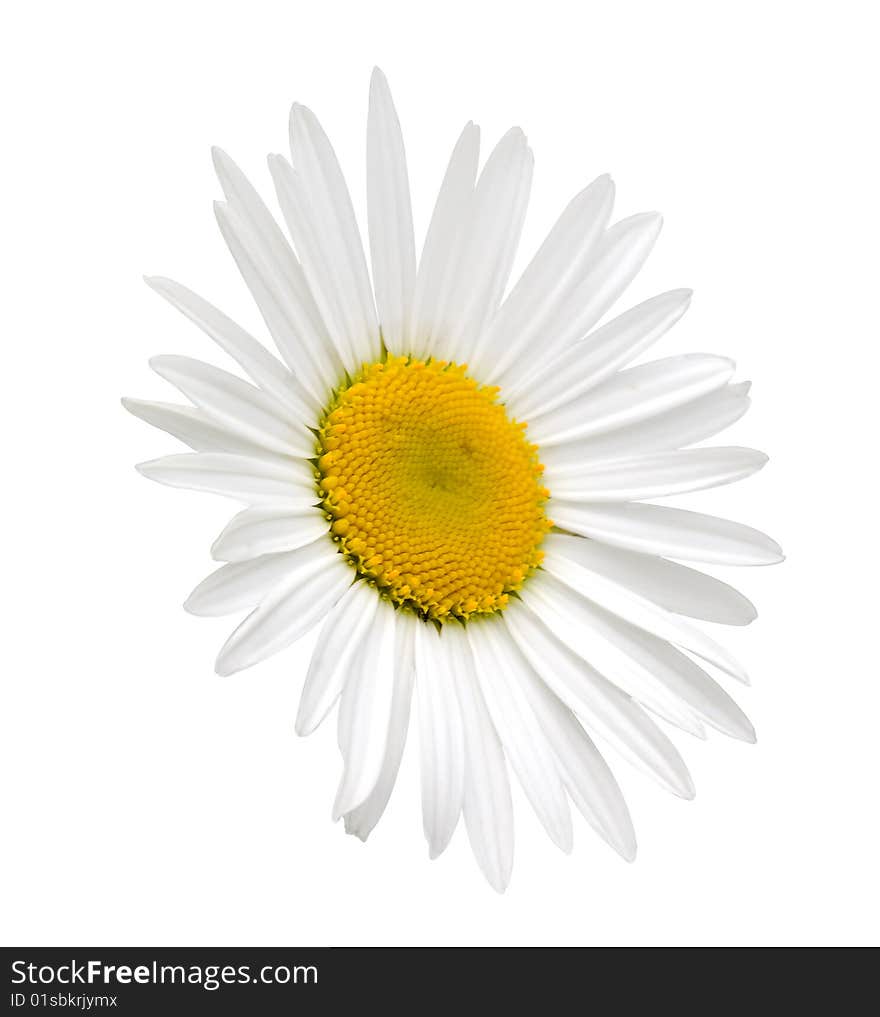 White camomile (clipping path)