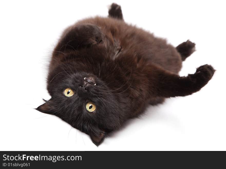 Lying black cat isolated over white