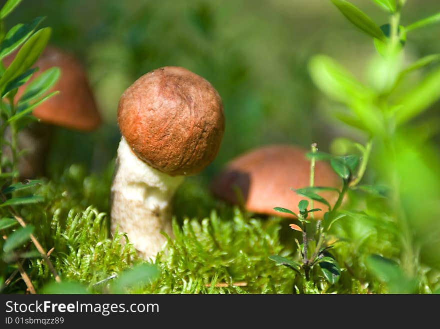 Orange-cup boletus on moss close up