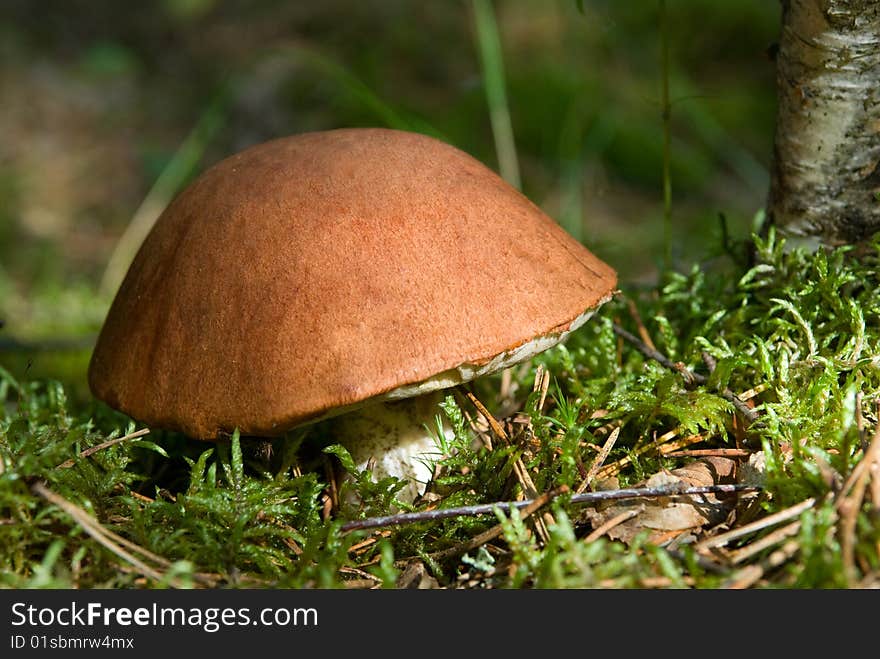 Orange cap mushroom on moss close up