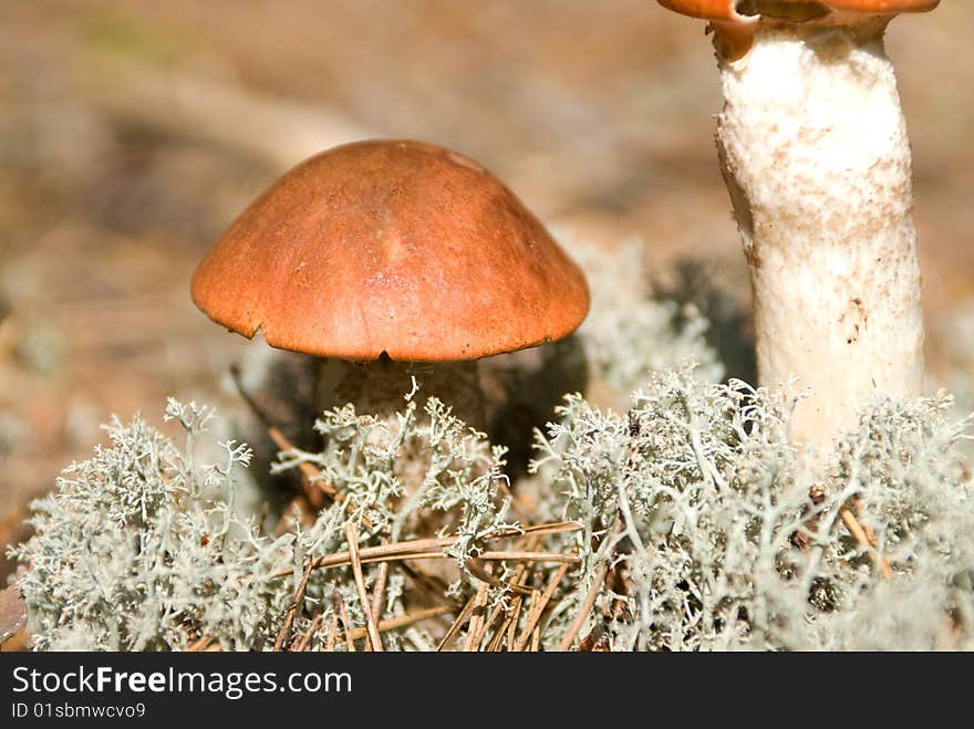 Orange cap mushroom on moss close up