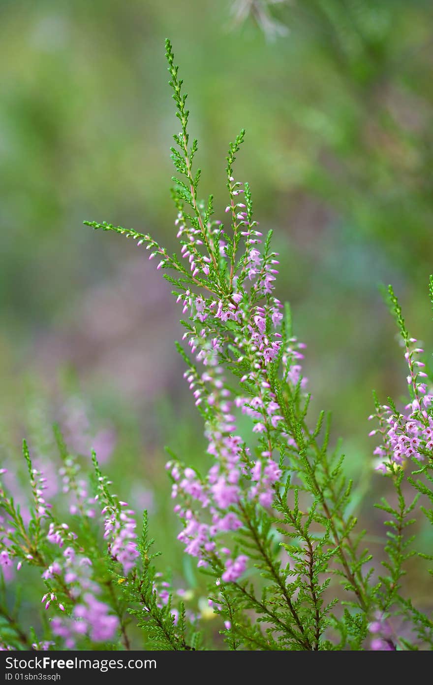 Macro of heather field background