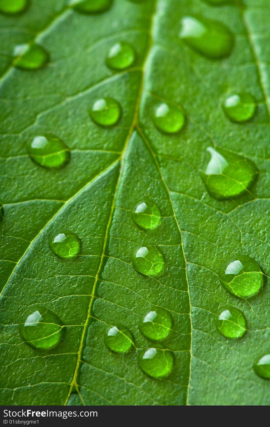 Fresh green leaf with water droplets