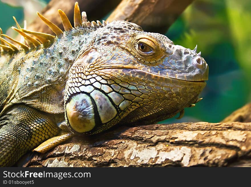 Iguana