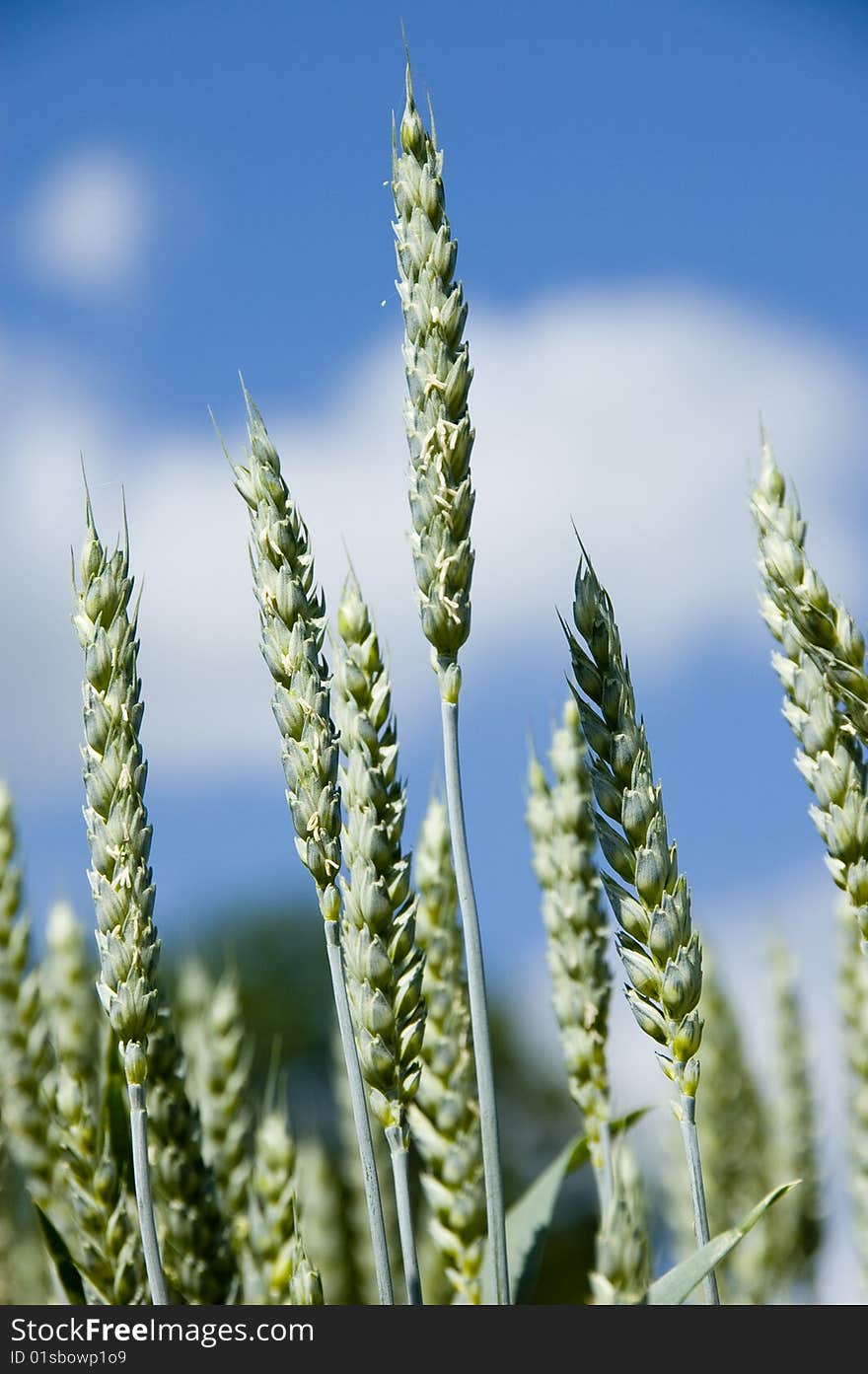 Wheat on a blue sky